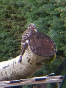 Spurvehauk (Accipiter nisus)