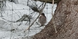 Spurvehauk (Accipiter nisus)