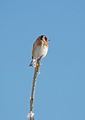 Stillits (Carduelis carduelis)