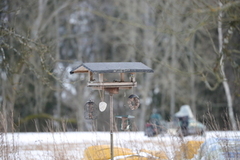 Willow Tit (Poecile montanus)