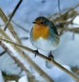 Rødstrupe (Erithacus rubecula)