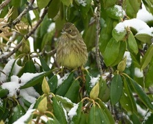 Yellowhammer (Emberiza citrinella)