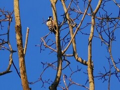 White-backed Woodpecker (Dendrocopos leucotos)