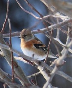 Bjørkefink (Fringilla montifringilla)