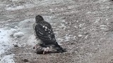 Hønsehauk (Accipiter gentilis)