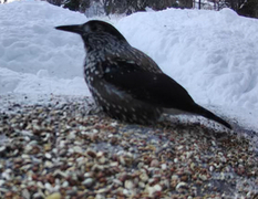 Nøttekråke (Nucifraga caryocatactes)