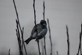 Gråspurv (Passer domesticus)