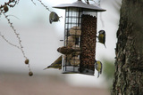 Grønnfink (Carduelis chloris)