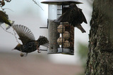 Stær (Sturnus vulgaris)