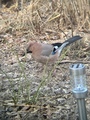 Nøtteskrike (Garrulus glandarius)