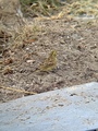 Gulspurv (Emberiza citrinella)