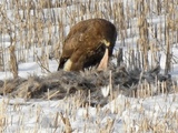 Musvåk (Buteo buteo)