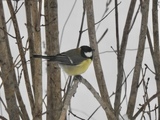 Kjøttmeis (Parus major)