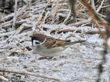 Pilfink (Passer montanus)