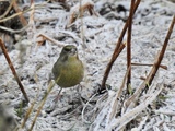 Grønnfink (Carduelis chloris)