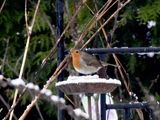 Rødstrupe (Erithacus rubecula)