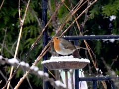 Rødstrupe (Erithacus rubecula)