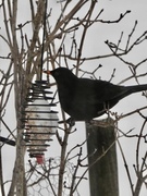 Svarttrost (Turdus merula)