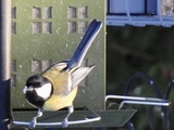 Kjøttmeis (Parus major)