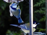 Blåmeis (Cyanistes caeruleus)