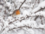 Rødstrupe (Erithacus rubecula)