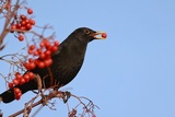 Svarttrost (Turdus merula)