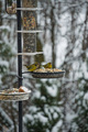 Grønnsisik (Carduelis spinus)