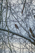 Bohemian Waxwing (Bombycilla garrulus)