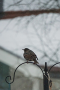 Stær (Sturnus vulgaris)