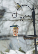 Blue Tit (Cyanistes caeruleus)