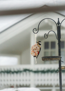 Great Spotted Woodpecker (Dendrocopos major)