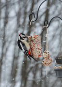 Great Spotted Woodpecker (Dendrocopos major)
