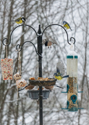 Great Tit (Parus major)