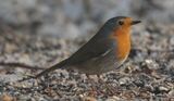 Rødstrupe (Erithacus rubecula)