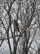 Eurasian Sparrowhawk (Accipiter nisus)