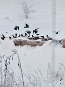 Hooded Crow (Corvus cornix)