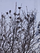 Eurasian Tree Sparrow (Passer montanus)