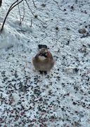 Nøtteskrike (Garrulus glandarius)