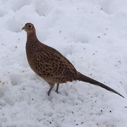 Fasan (Phasianus colchicus)