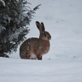 Hare (Lepus timidus)