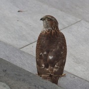 Spurvehauk (Accipiter nisus)