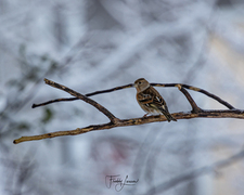 Bjørkefink (Fringilla montifringilla)