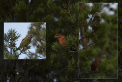 Common Crossbill (Loxia curvirostra)