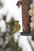 Grønnfink (Carduelis chloris)