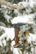 Grønnfink (Carduelis chloris)