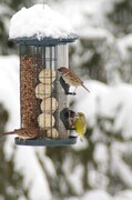 Grønnfink (Carduelis chloris)