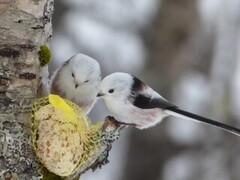 Stjertmeis (Aegithalos caudatus)