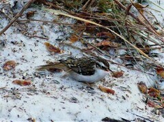Eurasian Treecreeper (Certhia familiaris)