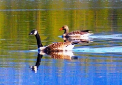 Greylag Goose (Anser anser)