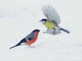 Kjøttmeis (Parus major)